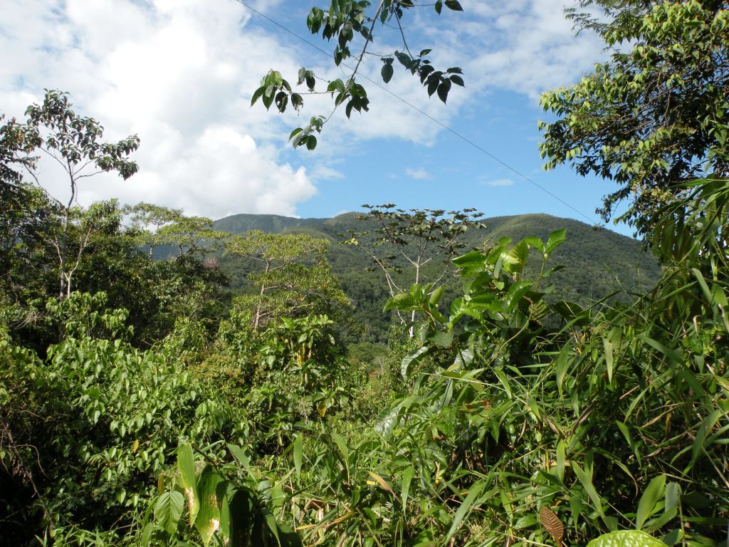 figura 31